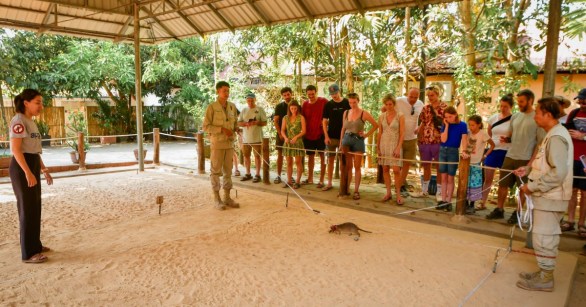 African giant pouched training for landmine removal