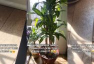 She Bought A Tree At A Local Store, But Now It’s Spreading Little Dots All Over Her House… And People Think They’re Spider Mites