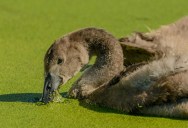 Scientists Identify Giant Viruses That Lead To Overabundant, Toxic Algae That Poisons Our Wildlife