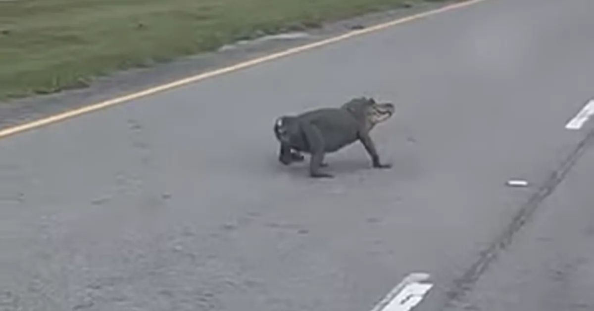 Alligator walking with no tail