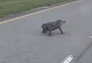 Somebody Caught An Alligator Without A Tail Crossing A Road, And It Looks Like Half Of Its Body Is Gone