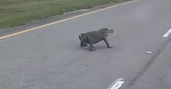 Alligator walking with no tail
