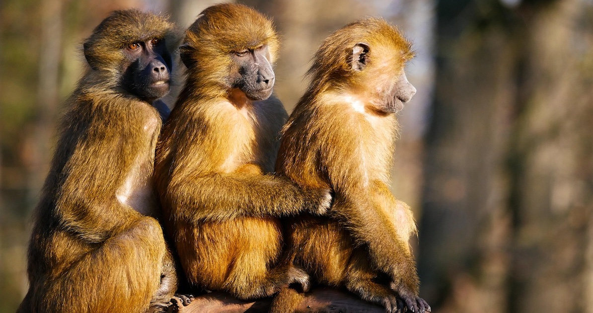 Three baboons sat together
