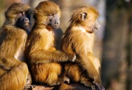 New Evidence Shows That Baboons Like To Travel With Their Friends