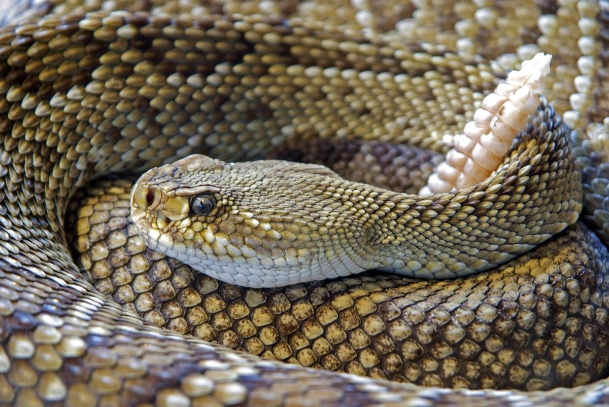 A diamond back rattlesnake