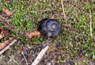 Giant Snails Were Once So Common That They Could Cause Traffic Disruptions While Crossing A Road, But Now They’re Endangered