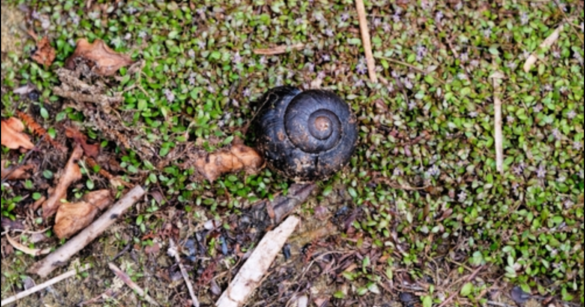 Powelliphanta hochstetteri in nature