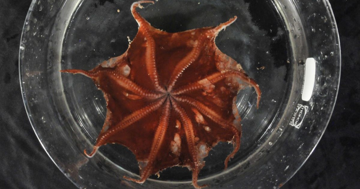 The newly discovered flapjack octopus