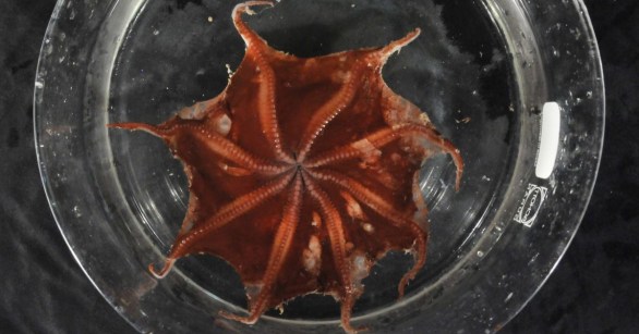 The newly discovered flapjack octopus