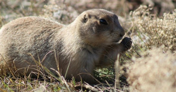 A side profile of a gopher