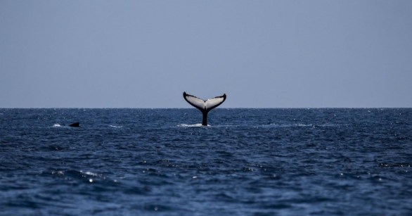 The tail of a humpback whale