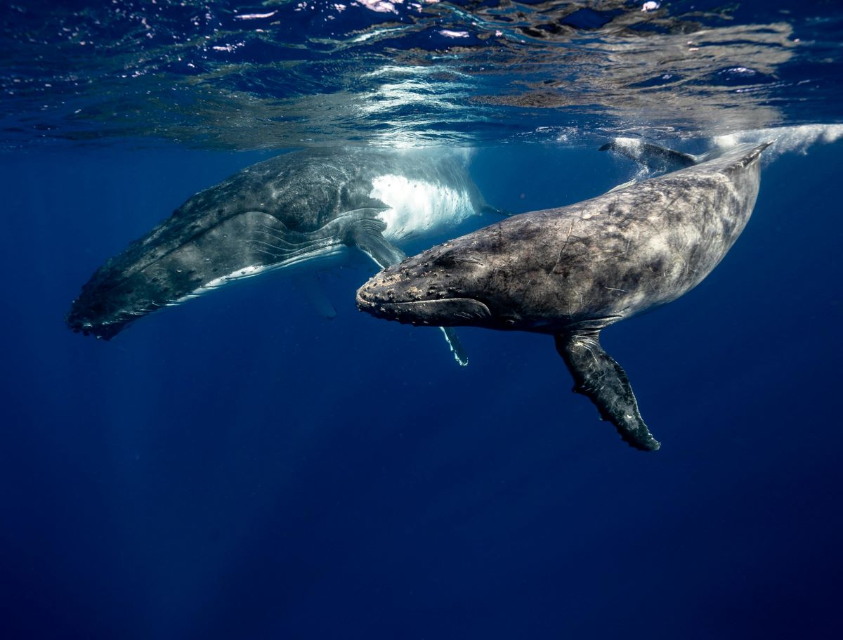 An underwater image of two humpback whales