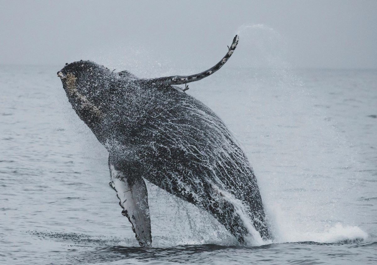A humpback whale jumping out of the ocean