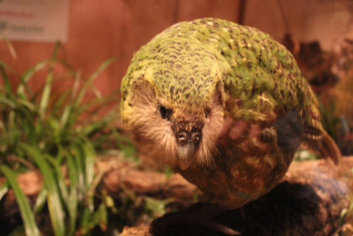Kākāpō bird