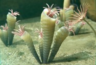 85% Of Life On Earth Was Extinguished During The Ordovician Mass Extinction Period, But The World Recovered Remarkably Quickly