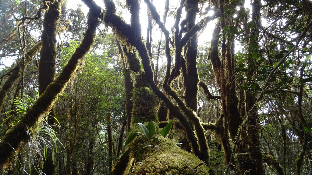 The terrain in Papua New Guinea