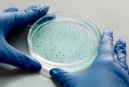 Chinese Astronauts Go To Space And Discover A Never-Before-Identified Pathogen