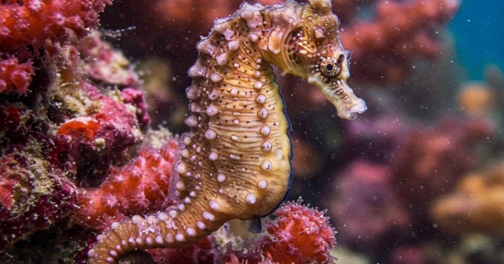 Seahorse