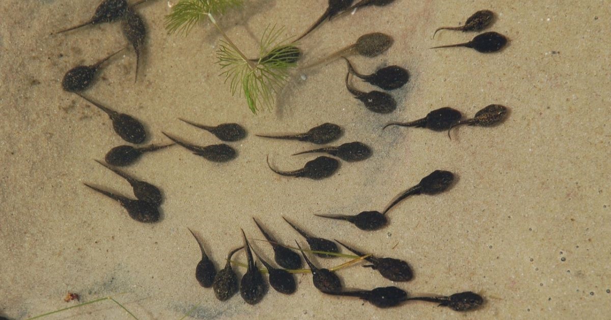 Many tadpoles in water