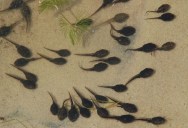 Harvard Bioengineers Use Cyborg Tadpoles To Help Us Understand Brain Conditions Occurring During The Embryonic Stage