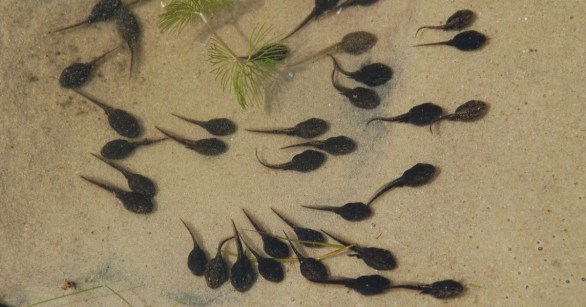 Many tadpoles in water