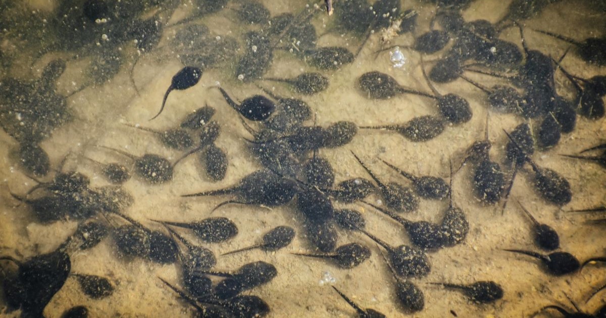 Many tadpoles in water