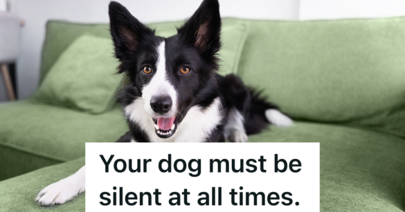 black and white dog on a green couch