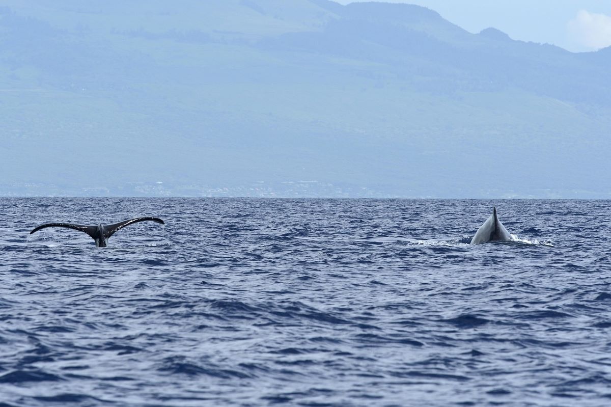 Two humpback whales in the ocean