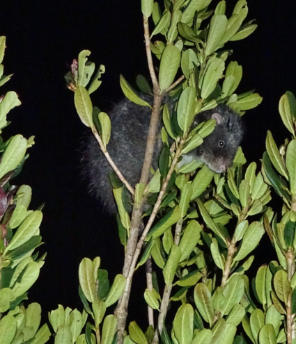 The subalpine woolly rat in its natural habitat