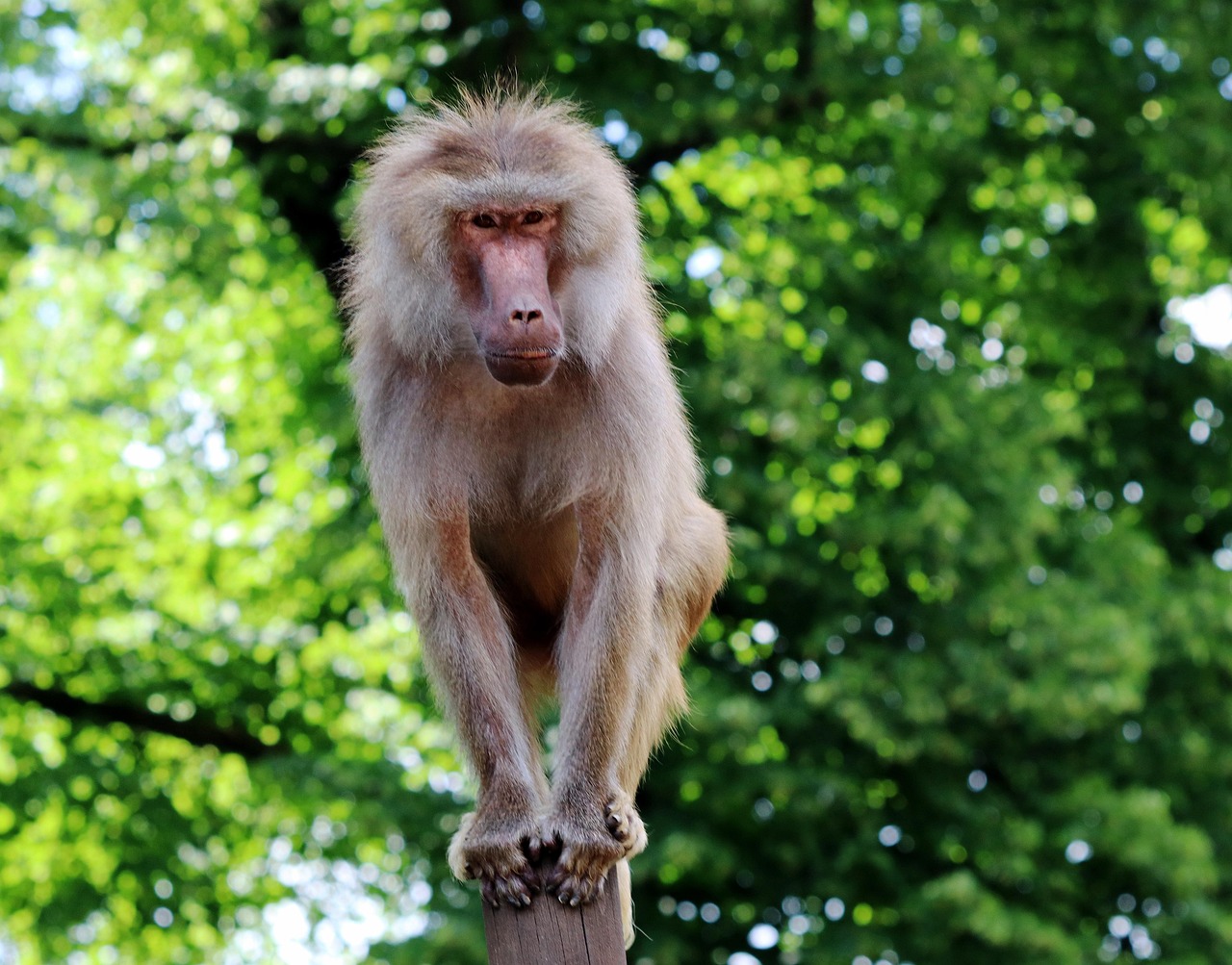 A baboon balancing on a pole