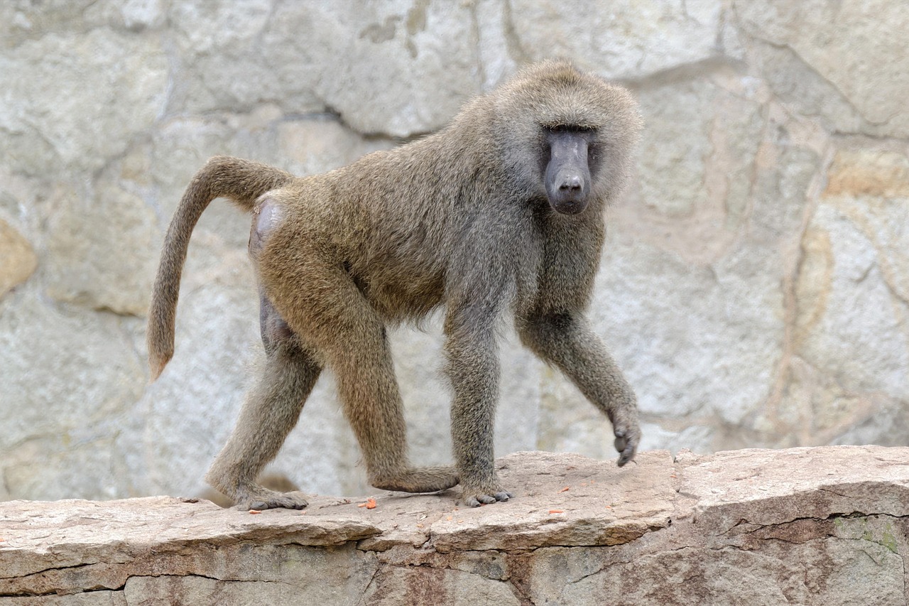 A baboon walking on a wall