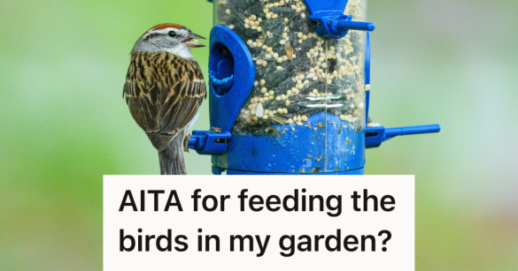 bird eating bird seed at a bird feeder