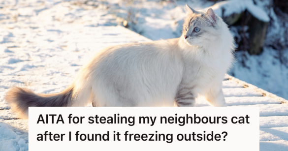 cat playing in the snow