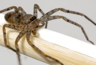 A Kansas Family Lived With Over Two Thousand Brown Recluse Spiders For Years And Never Got Bit Once