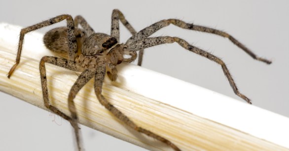 close up of brown recluse