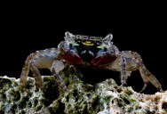 The Face-Banded Crab Uses The Beautiful Color Across Its Face To Reflect Light In A Way Unique To The Animal Kingdom