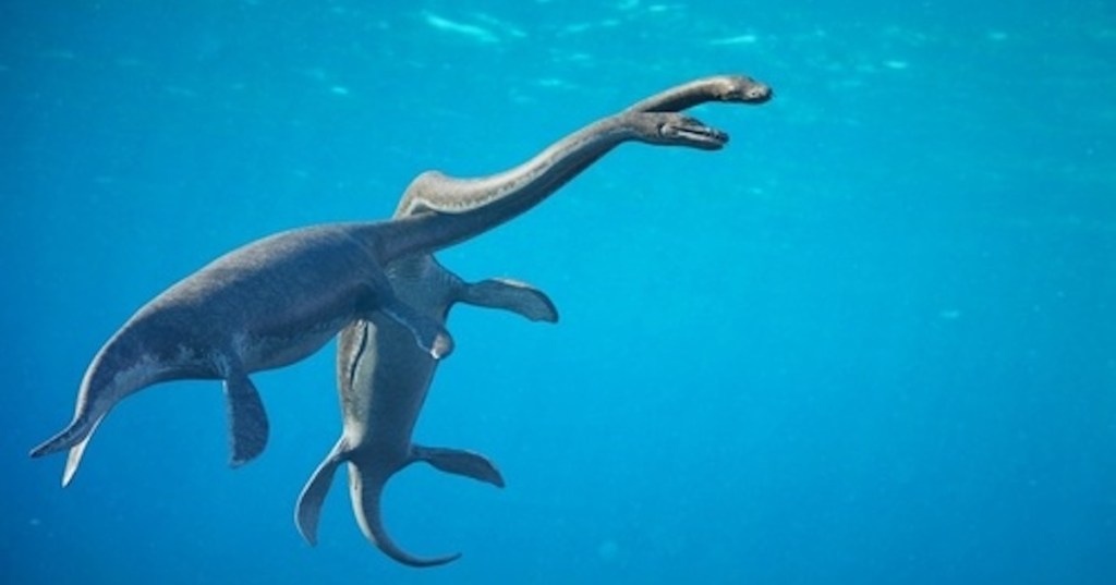 Two elasmosaurus swimming