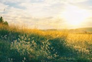 Recent Research Shows That Grass Is Older Than Previously Thought, But Still Likely Younger Than You Would Guess