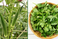 New Study Suggests That Extracts From Common Plants Like Okra And Fenugreek Could Help Eliminate Microplastics From Water