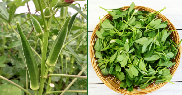 okra and fenugreek