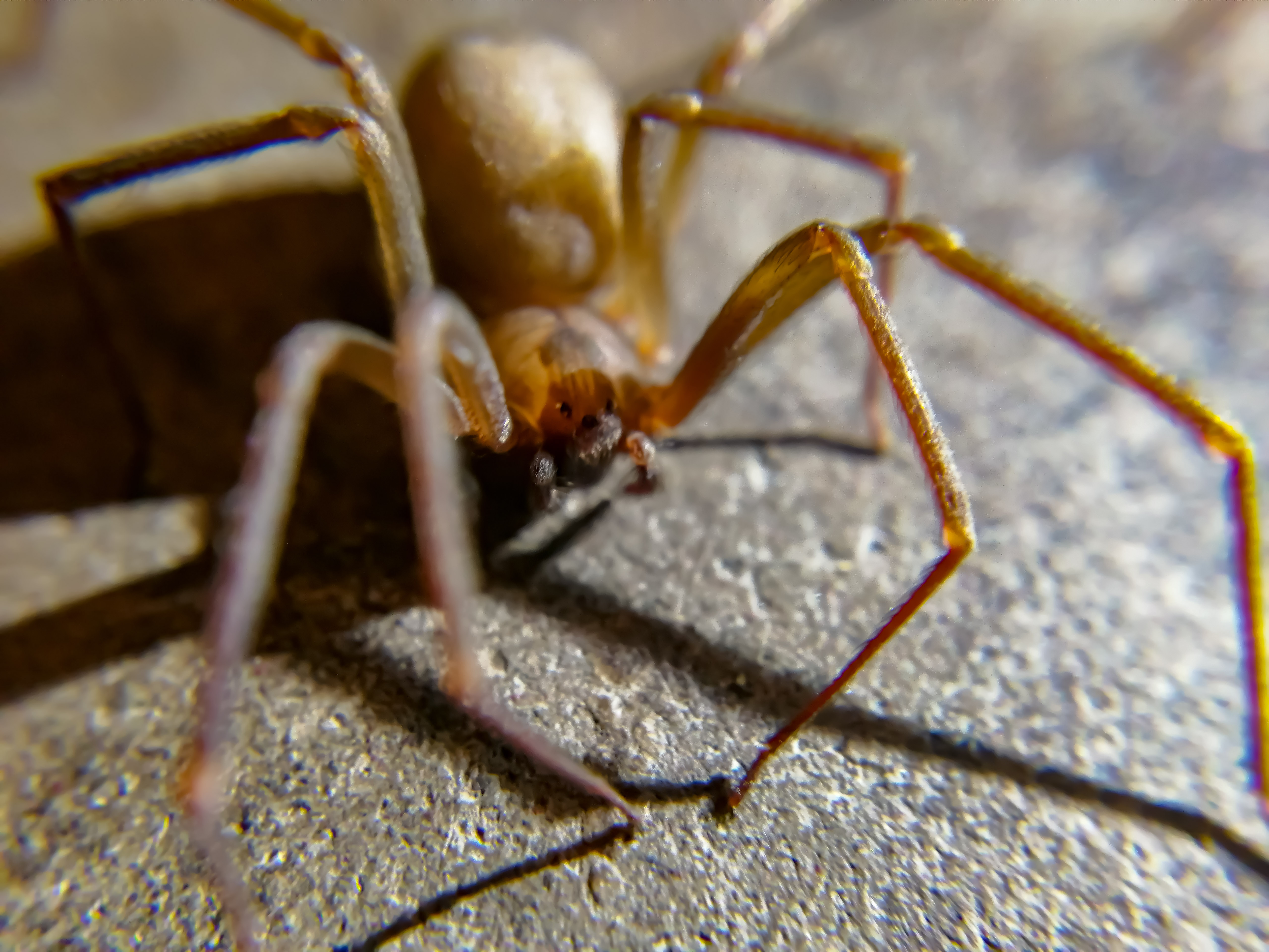 close up of a brown recluse