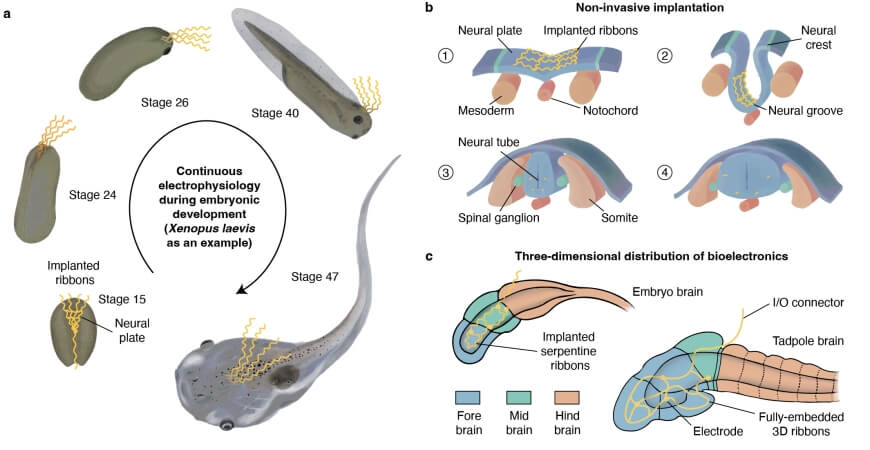 Tadpole neural development diagram