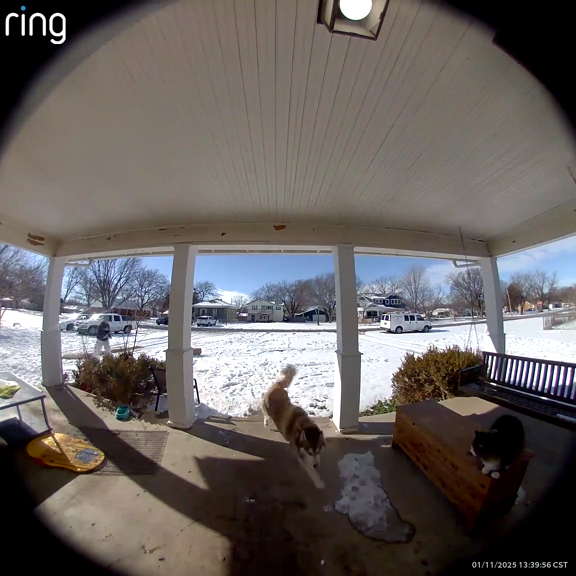 A girl looking for a neighborhood dog