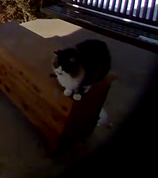 A girl looking for a neighborhood dog