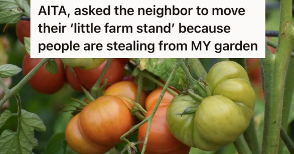 Home grown tomatoes on vine