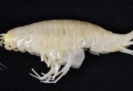 This Giant Amphipod Thrives Under Pressure, Living Deep On The Ocean Floor