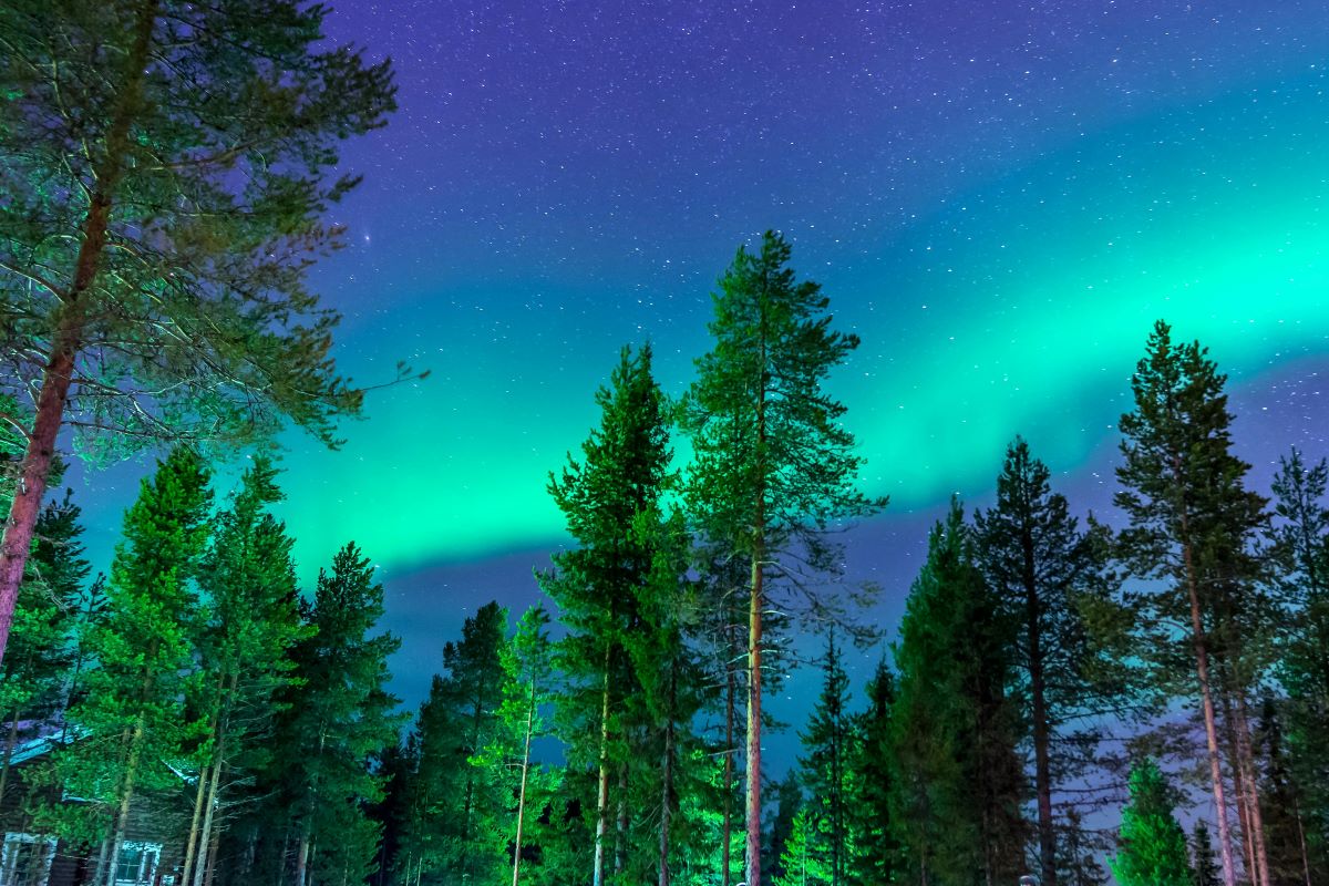 An aurora over trees