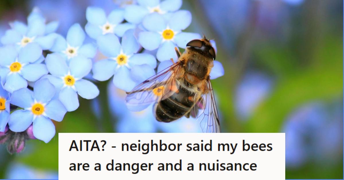 Honey bee on purple flowers in backyard