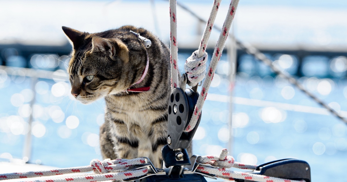 Cat on a ship