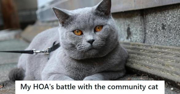 Blue cat laying on the ground with a leash on